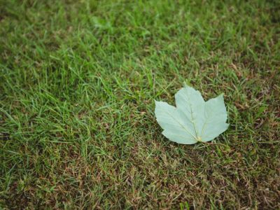 lush green lawn with a leaf